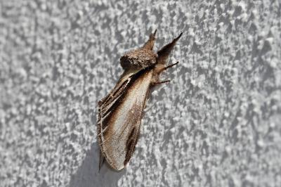 <i>Pheosia tremula</i>