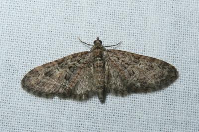<i>Eupithecia abbreviata</i>