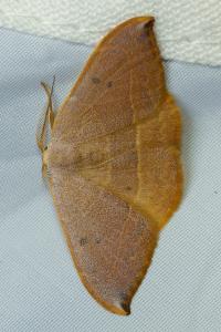 <i>Watsonalla uncinula</i>