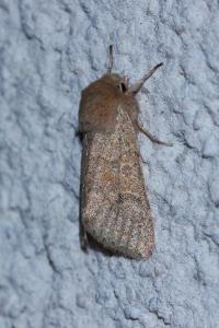 <i>Orthosia miniosa</i>