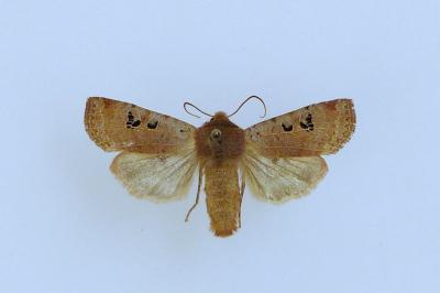 <i>Conistra rubiginosa</i>