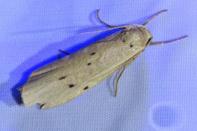 <i>Pelosia muscerda</i>