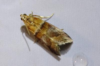 <i>Acrobasis repandana</i>