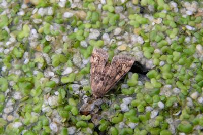 <i>Cataclysta lemnata</i>