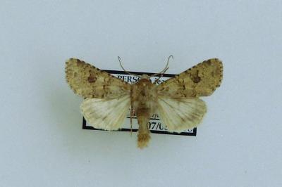 <i>Anarta stigmosa</i>