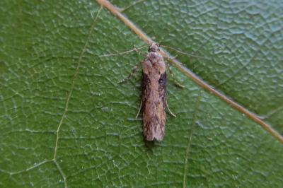 <i>Scrobipalpa costella</i>