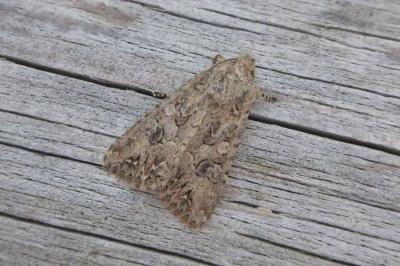 <i>Anarta trifolii</i>