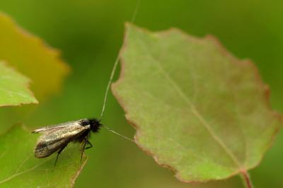 <i>Adela reaumurella</i>