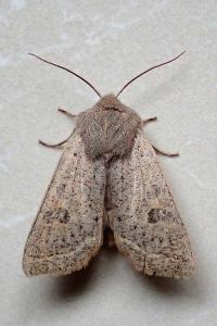 <i>Orthosia gracilis</i>