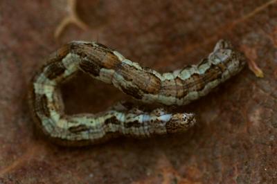 <i>Pachycnemia hippocastanaria</i>