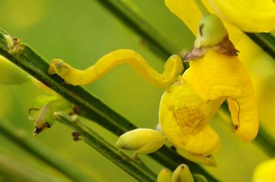 <i>Chesias legatella</i>