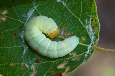 <i>Tethea ocularis</i>