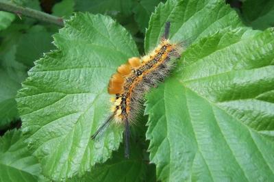 <i>Orgyia recens</i>