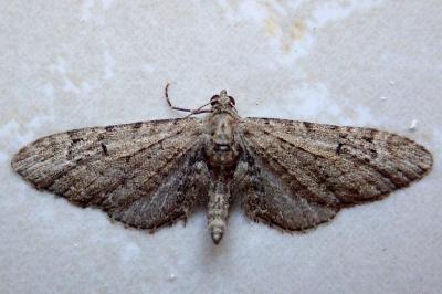 <i>Eupithecia abbreviata</i>