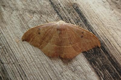 <i>Watsonalla uncinula</i>