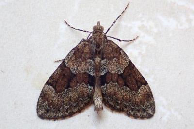 <i>Thera obeliscata</i>