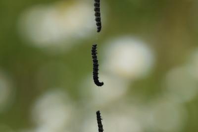 <i>Yponomeuta padella</i>