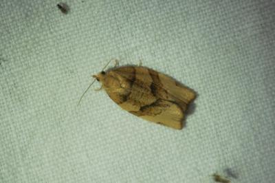 <i>Pandemis cerasana</i>