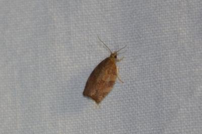 <i>Pandemis heparana</i>