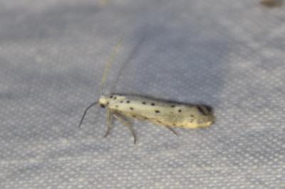 <i>Yponomeuta padella</i>