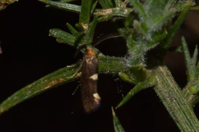 <i>Incurvaria masculella</i>