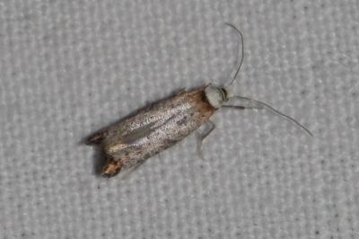 <i>Pseudoswammerdamia combinella</i>