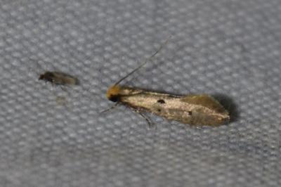 <i>Tinea trinotella</i>