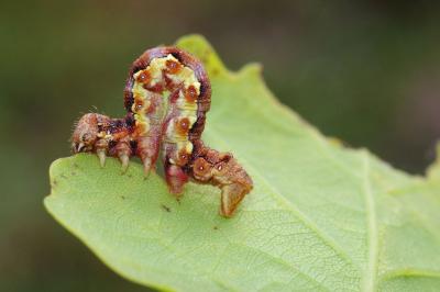 <i>Erannis defoliaria</i>