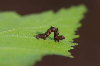 <i>Phigalia pilosaria</i>