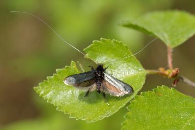 <i>Adela reaumurella</i>