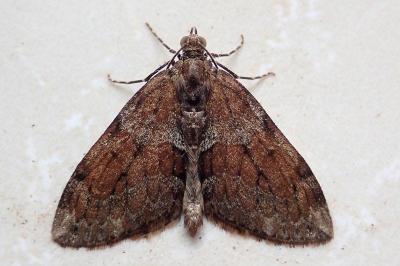 <i>Thera obeliscata</i>