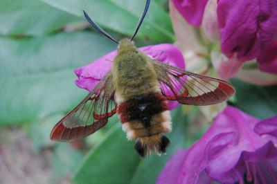 <i>Hemaris fuciformis</i>