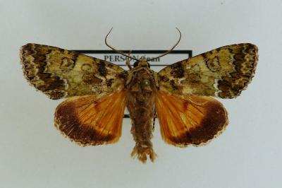 <i>Polyphaenis sericata</i>