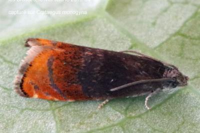 <i>Pammene rhediella</i>