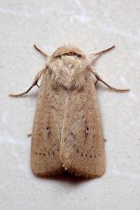 <i>Mythimna sicula</i>