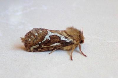 <i>Korscheltellus lupulinus</i>