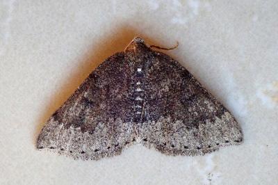 <i>Aleucis distinctata</i>
