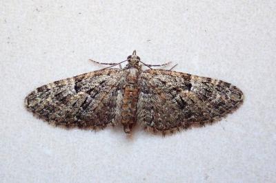 <i>Eupithecia dodoneata</i>