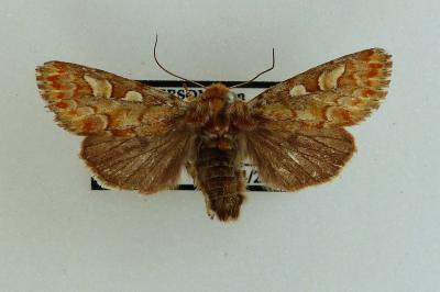 <i>Panolis flammea</i>