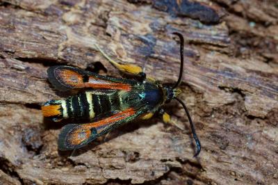 <i>Pyropteron chrysidiforme</i>