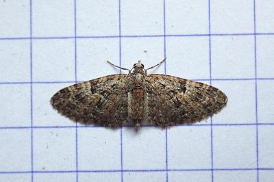 <i>Eupithecia dodoneata</i>