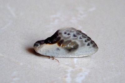 <i>Cilix glaucata</i>