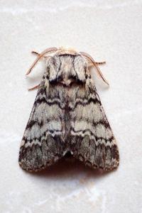 <i>Drymonia ruficornis</i>