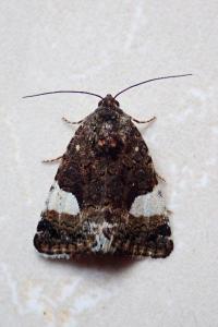 <i>Tyta luctuosa</i>