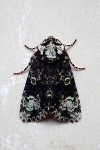 <i>Craniophora ligustri</i>