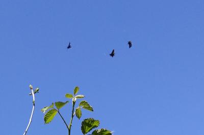 <i>Adela reaumurella</i>