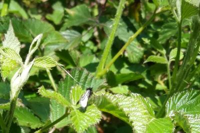 <i>Adela reaumurella</i>