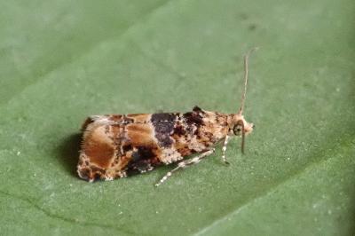 <i>Lobesia botrana</i>