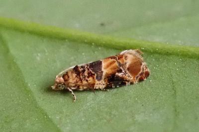 <i>Lobesia botrana</i>