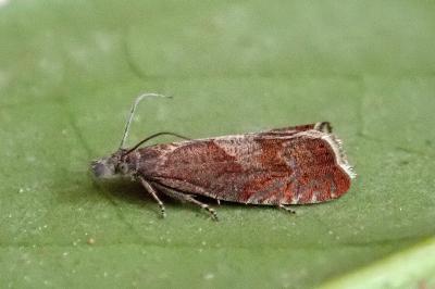 <i>Dichrorampha acuminatana</i>